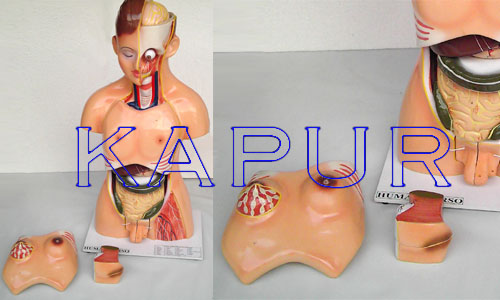 Torso Male & Female