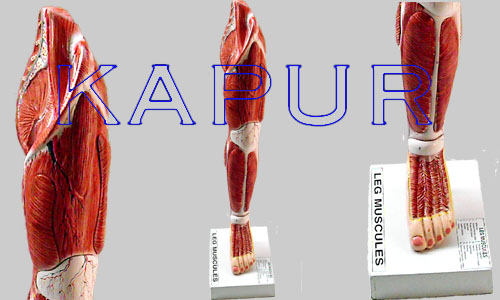 Human Leg