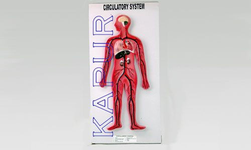Circulatory System
