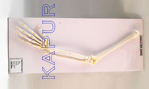 Skeleton Hand