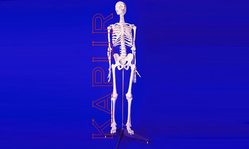 Skeleton With Stand