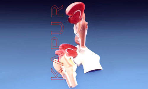 Larynx With Tongue
