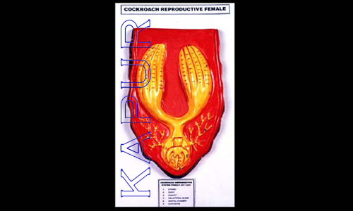 Cockroach Reproductive Female