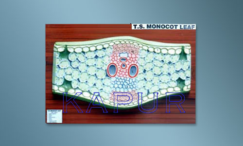T.S Monocot Leaf